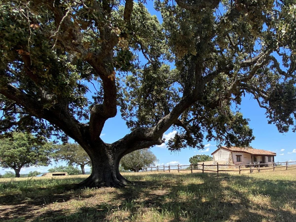 Eco-Lodge En La Reserva Privada Campanarios De Azaba - Proyecto De Conservacion Espeja Esterno foto