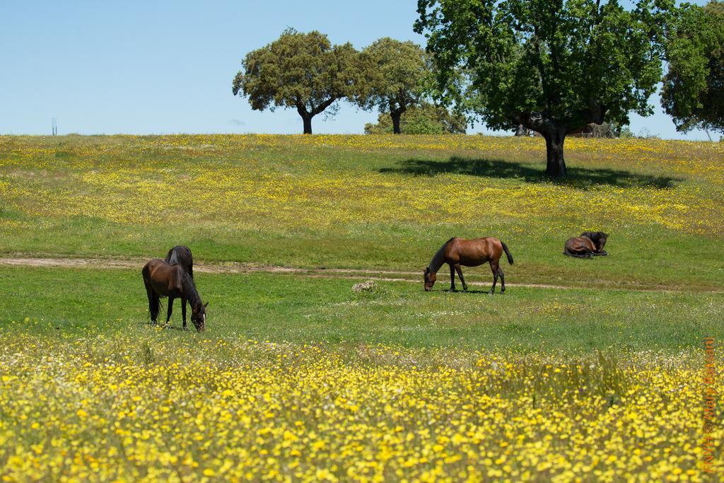 Eco-Lodge En La Reserva Privada Campanarios De Azaba - Proyecto De Conservacion Espeja Esterno foto