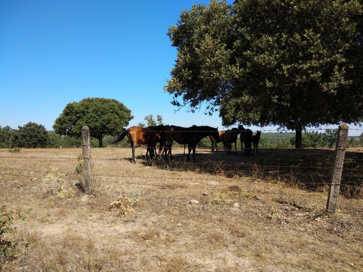 Eco-Lodge En La Reserva Privada Campanarios De Azaba - Proyecto De Conservacion Espeja Esterno foto