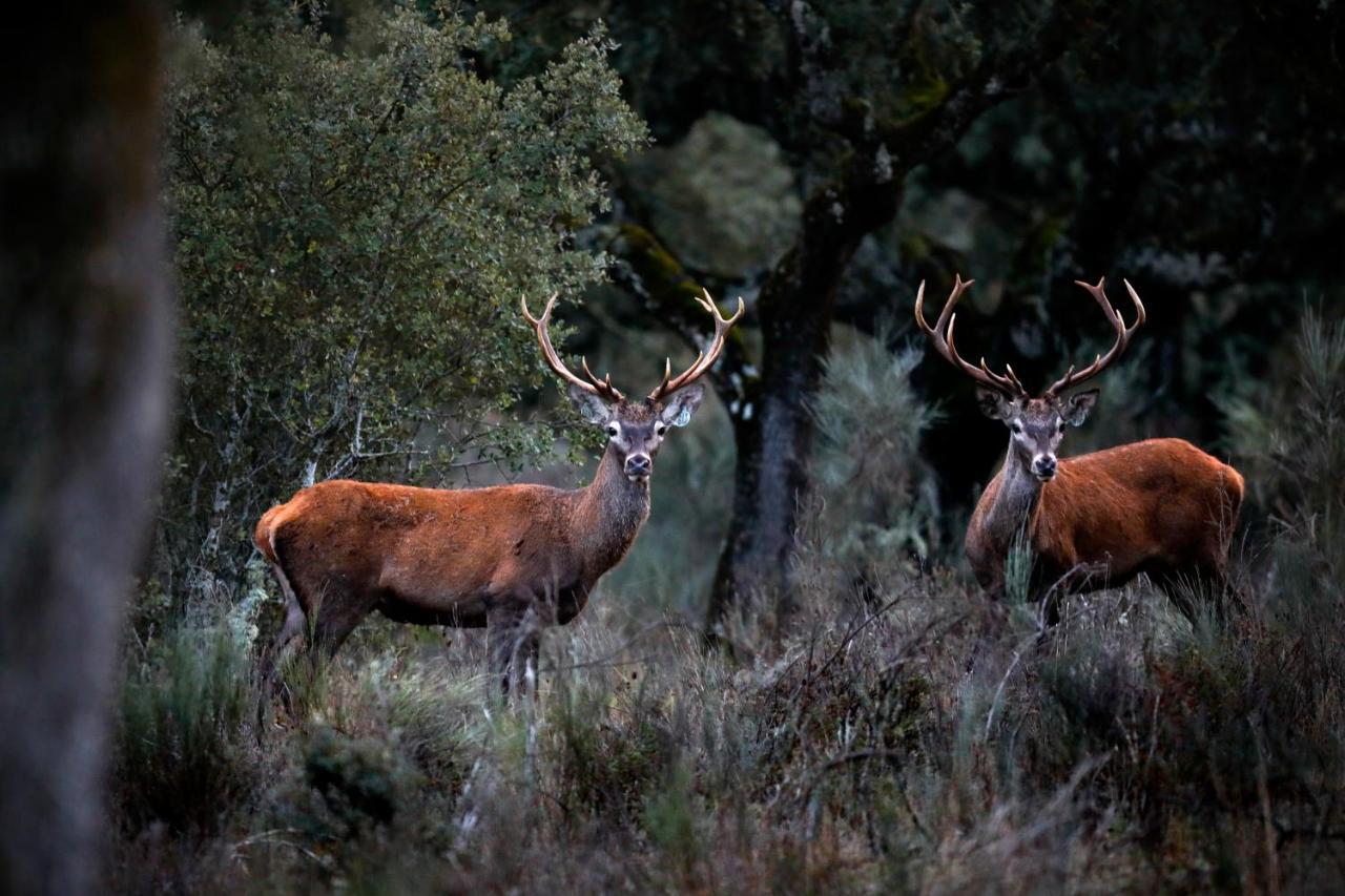 Eco-Lodge En La Reserva Privada Campanarios De Azaba - Proyecto De Conservacion Espeja Esterno foto